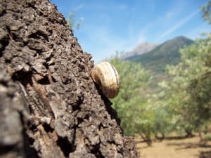 elevage d escargots
