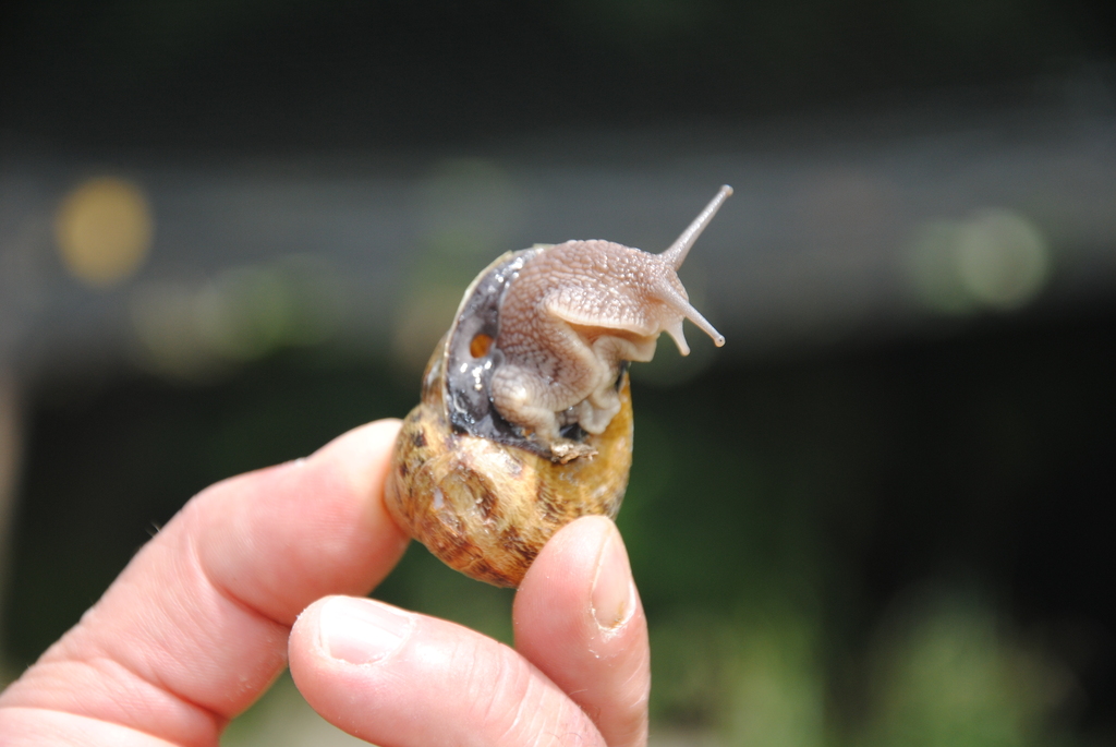 Elevage escargots monter votre élevage d
