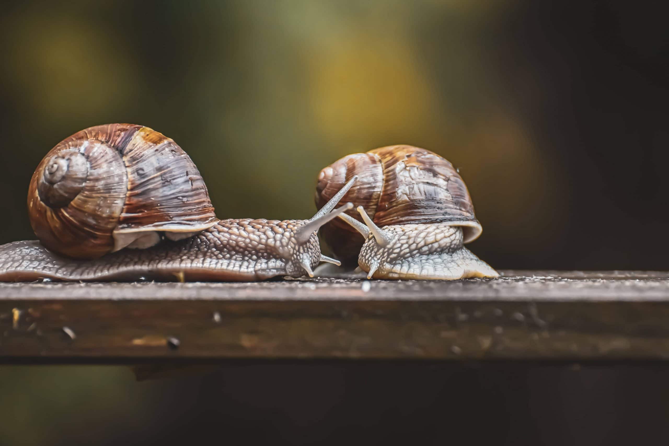 Comment Appelle T On Un éleveur D Escargot Elevage d'escargots ou l'héliciculture : comment se lancer ?