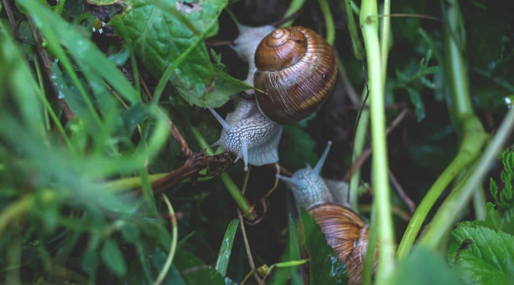 L'élevage d'escargots ou héliciculture