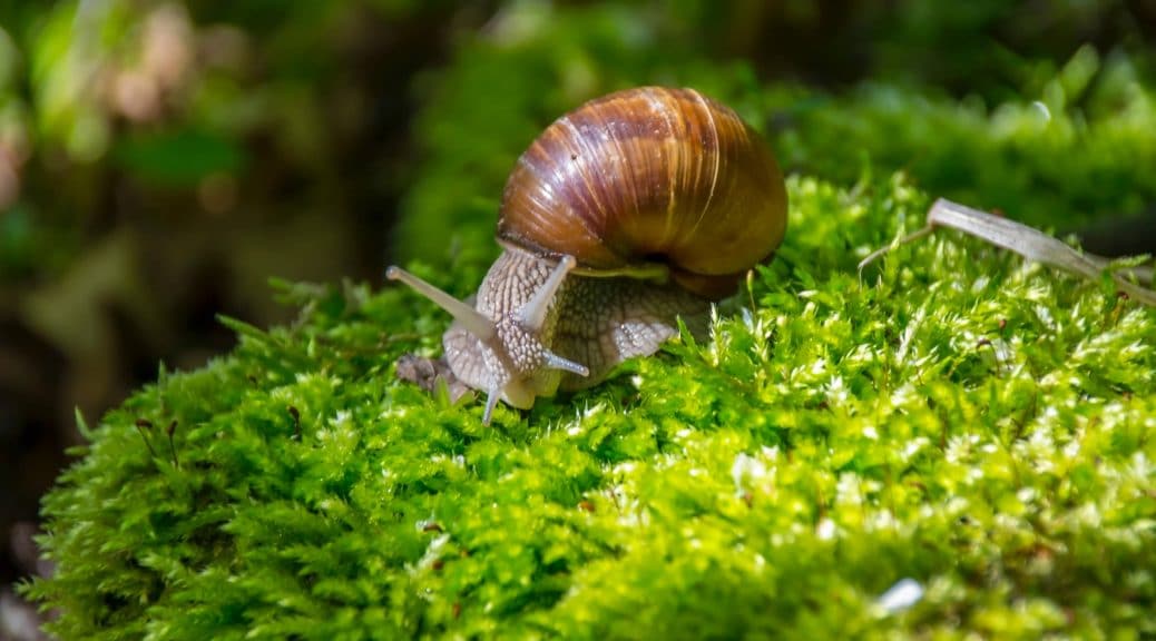 hibernation des escargots