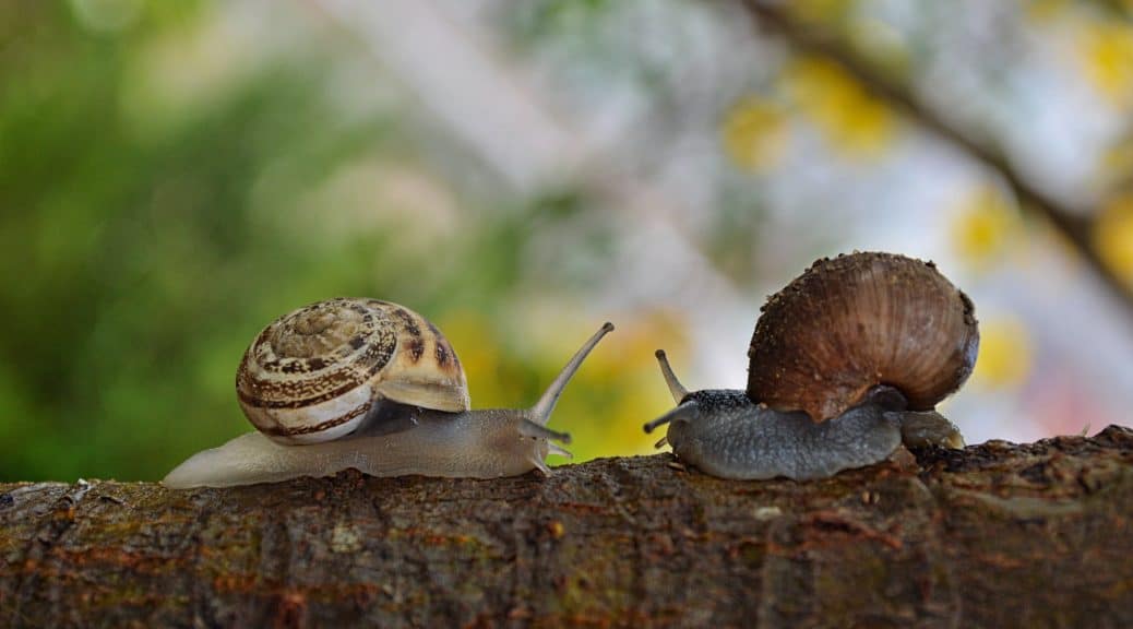 L'élevage d'escargots ou héliciculture