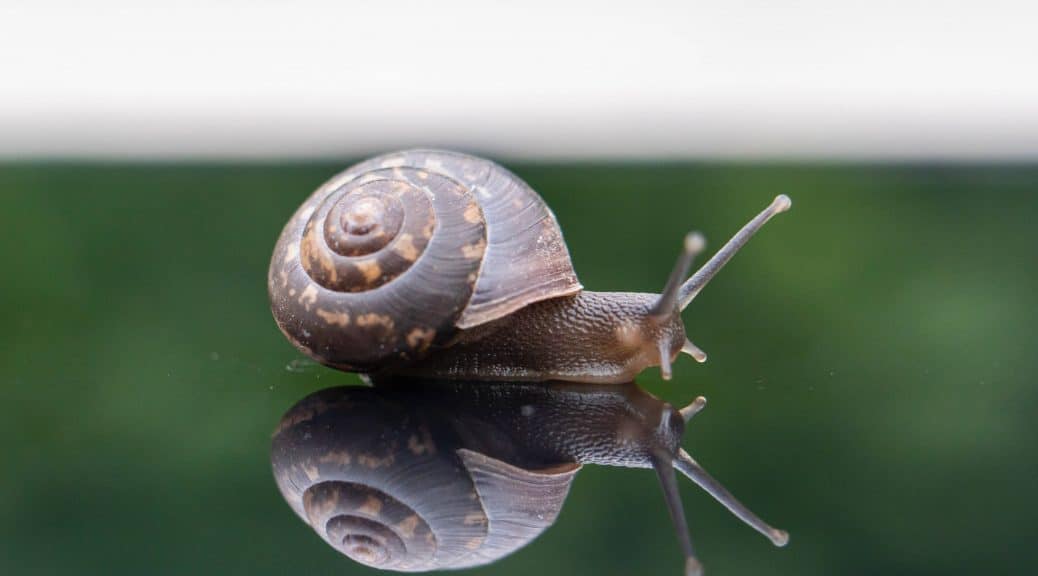 la vie des escargots