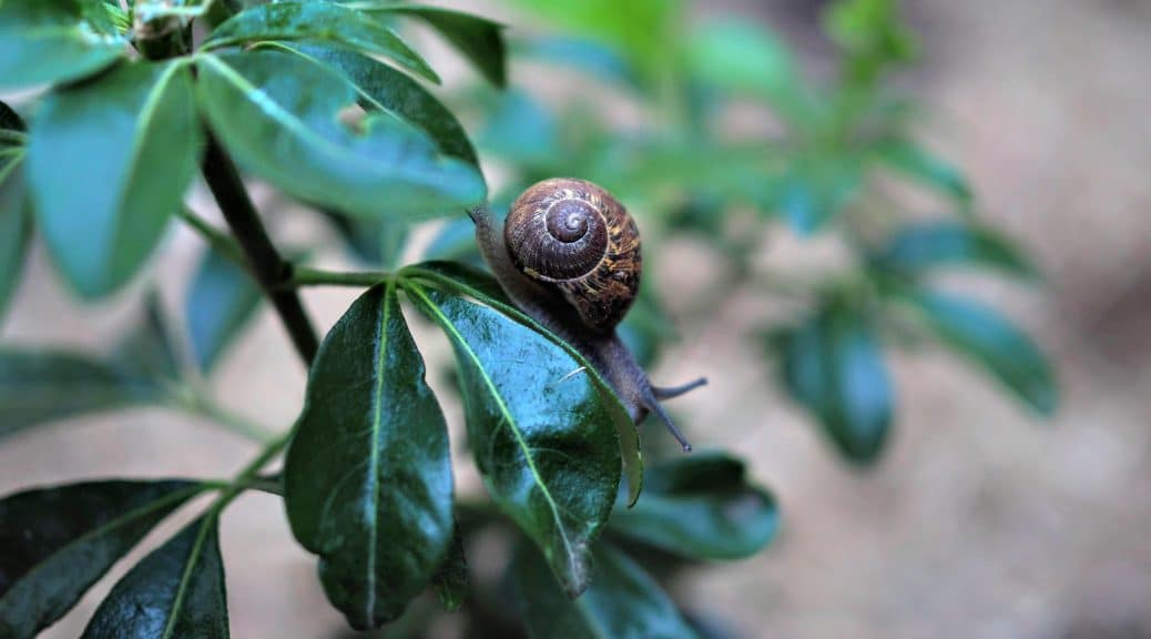 ramassage des escargots