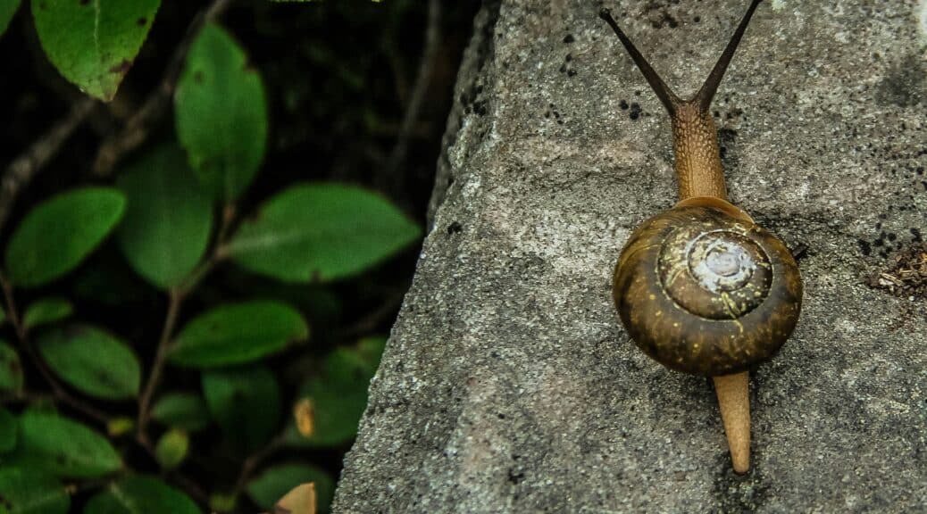 heliciculture urbaine